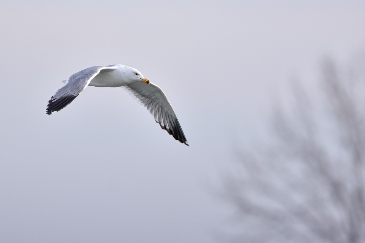 Армянская чайка - ML644617269