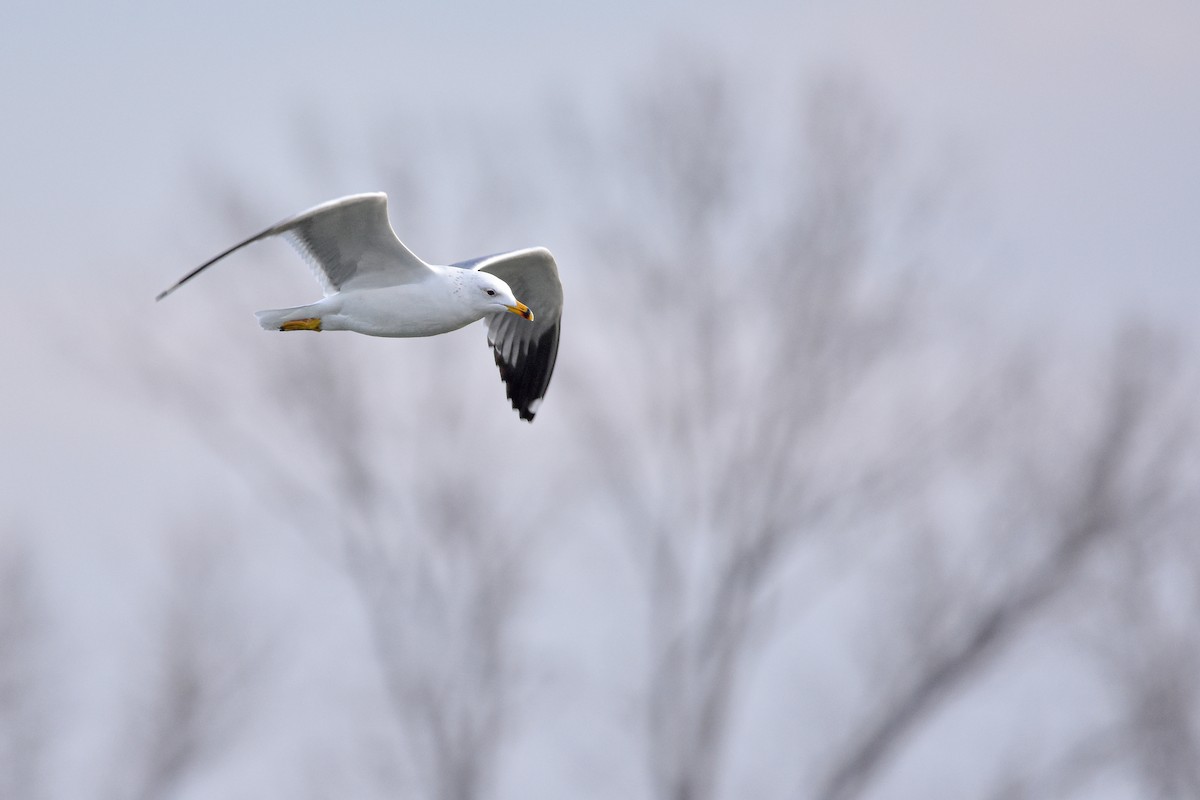 Армянская чайка - ML644617271