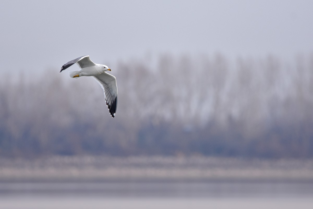 Армянская чайка - ML644617273