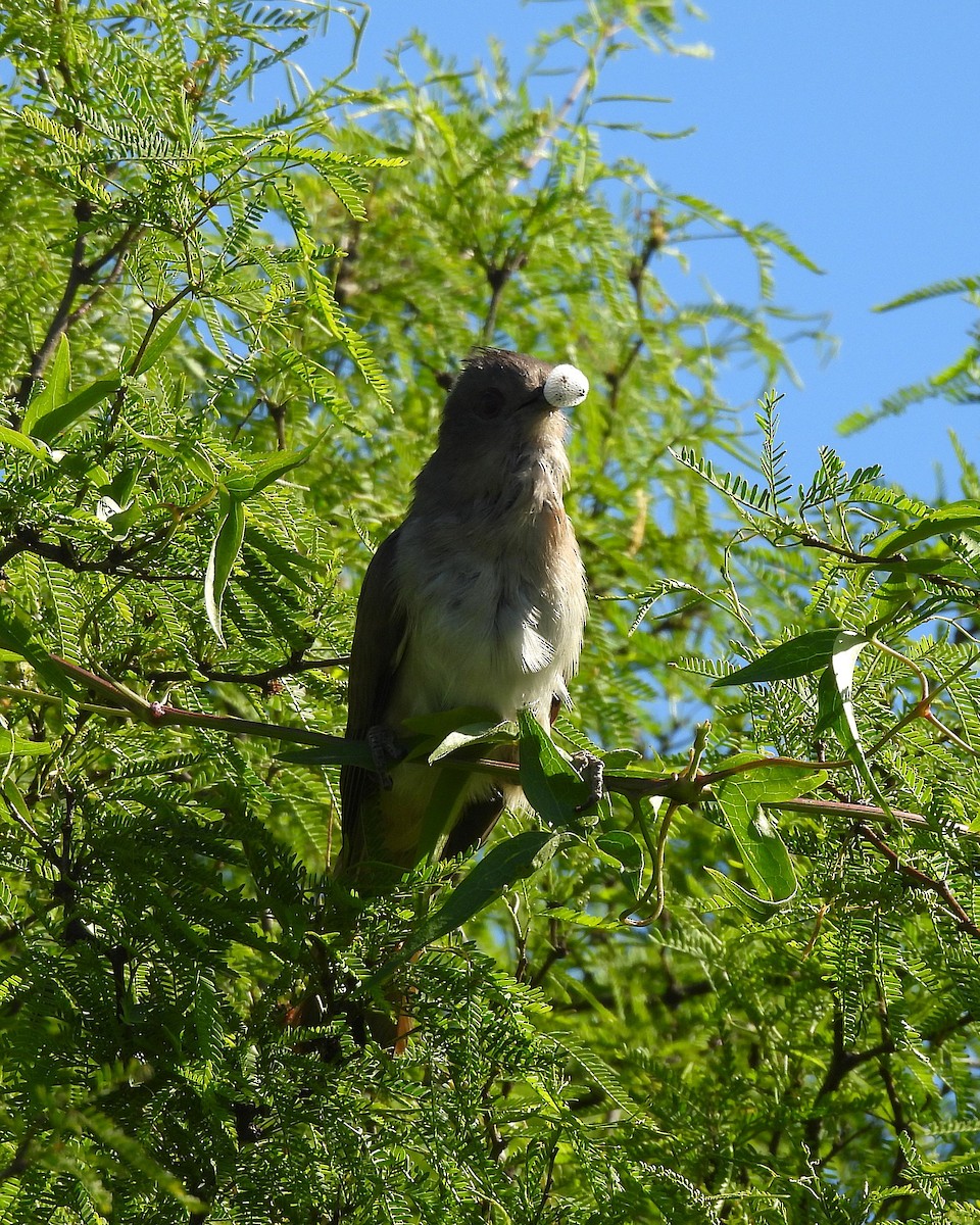 Ash-colored Cuckoo - ML644617294