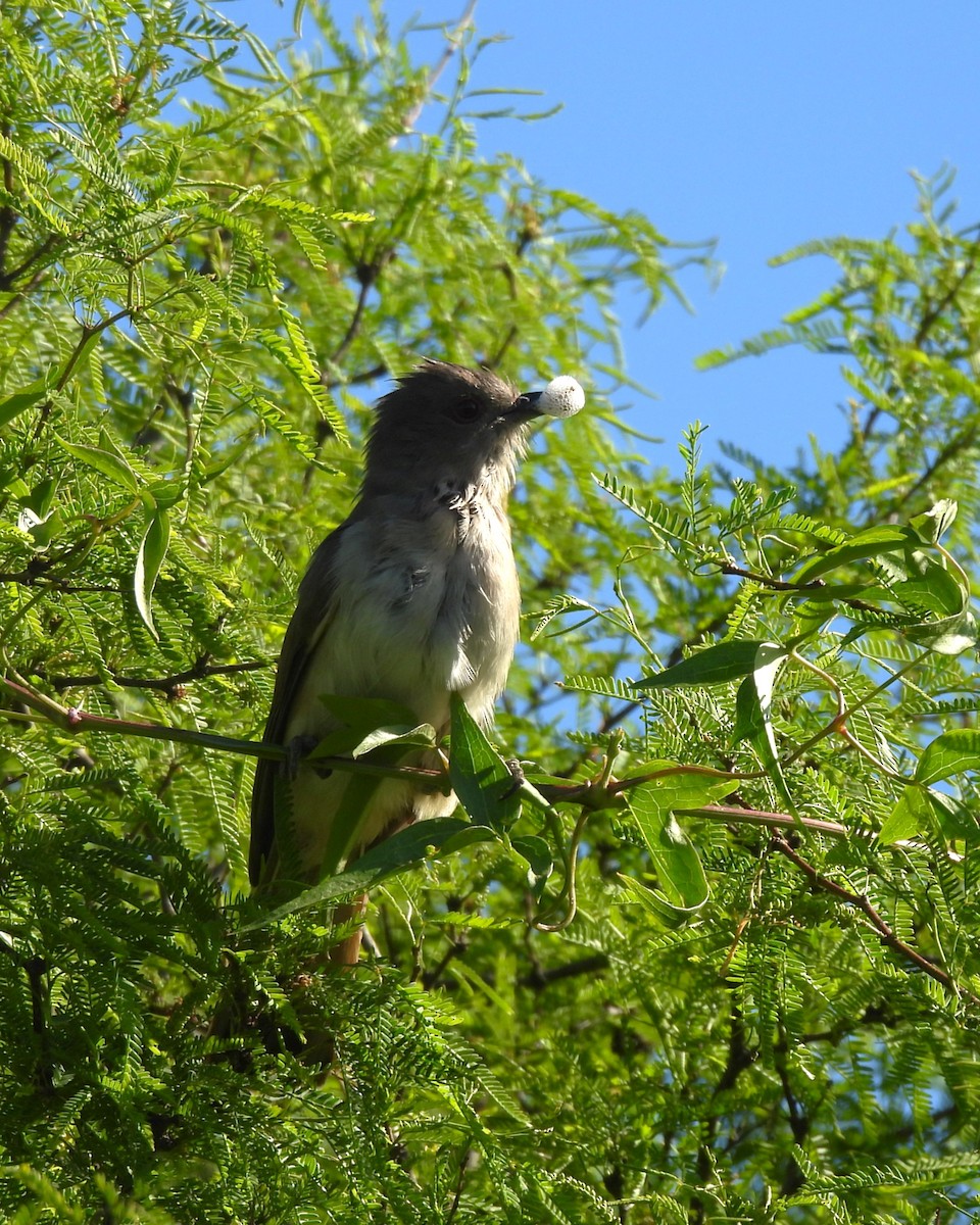Ash-colored Cuckoo - ML644617300