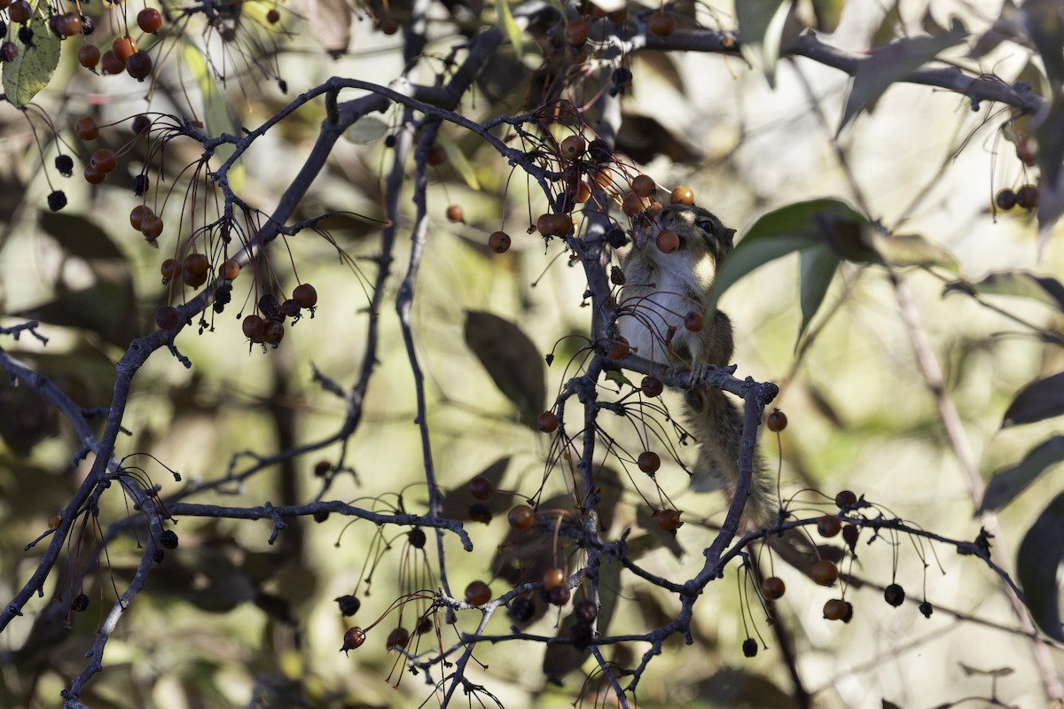 トウブシマリス - ML644617301