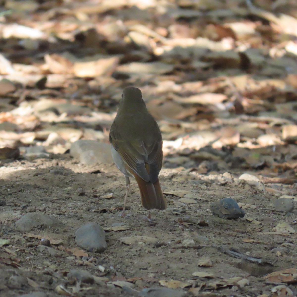 Hermit Thrush - ML644617303