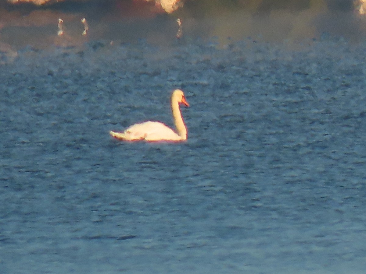 Cygne tuberculé - ML644617304