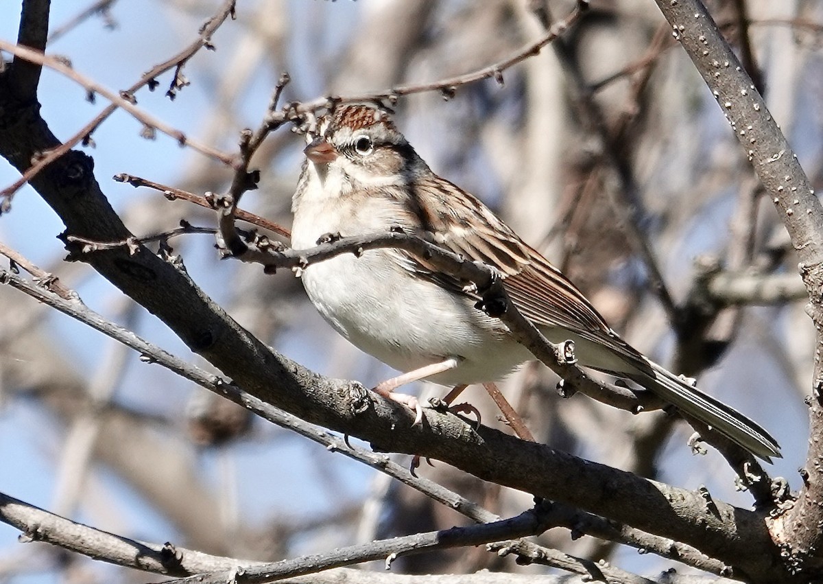 Cırcır Sesli Serçe - ML644617305