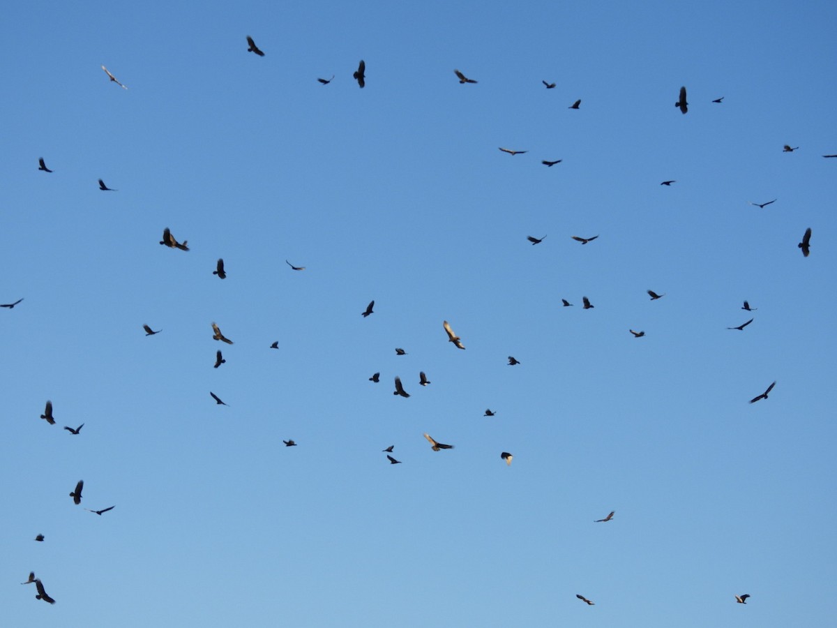 Black Vulture - ML644617307