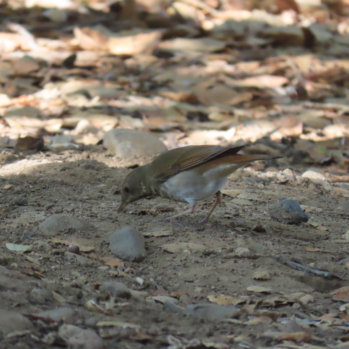 Hermit Thrush - ML644617309