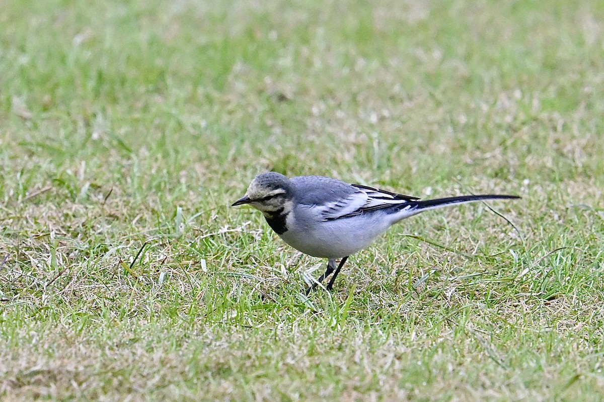 White Wagtail (ocularis) - ML644617310