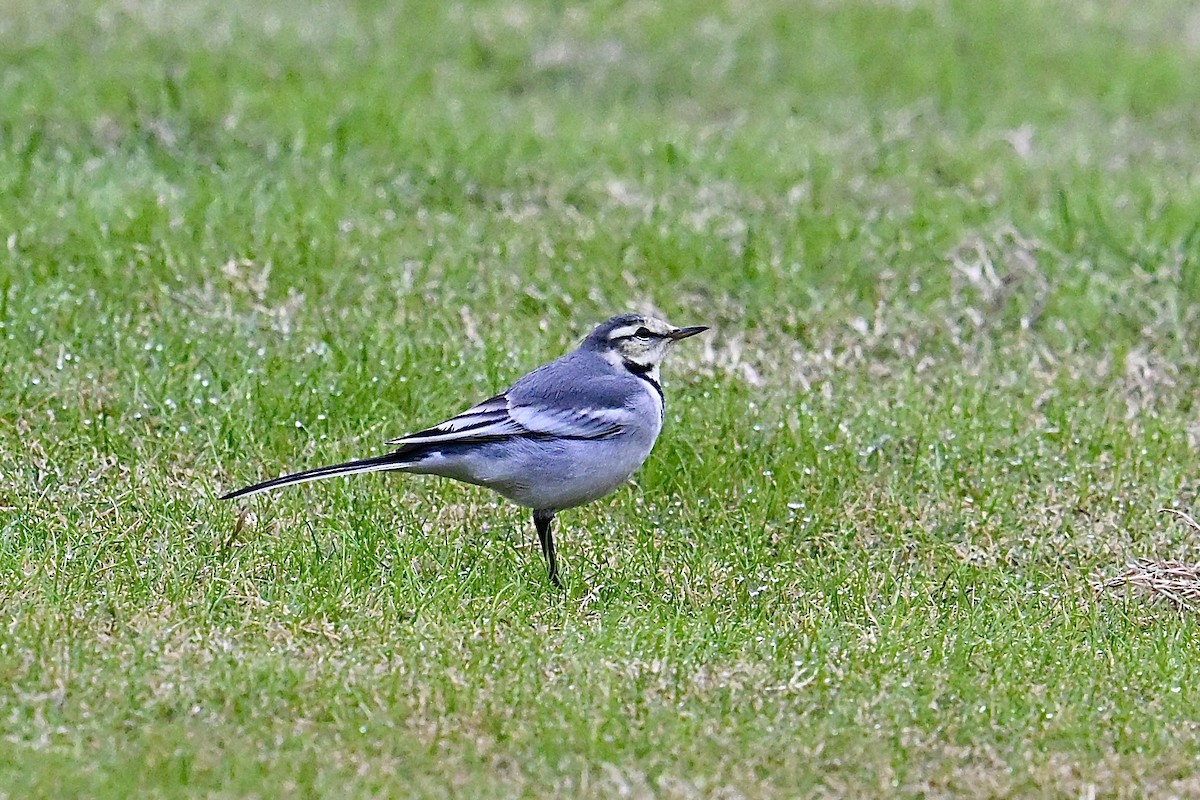 White Wagtail (ocularis) - ML644617312