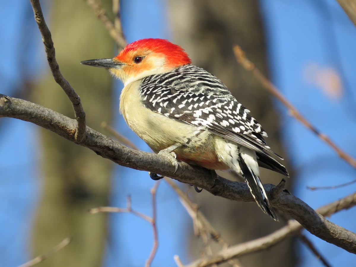 Red-bellied Woodpecker - ML644617328