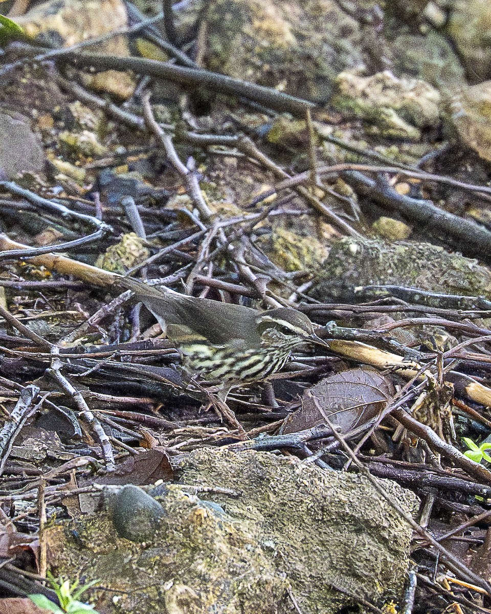 Northern Waterthrush - ML644617336