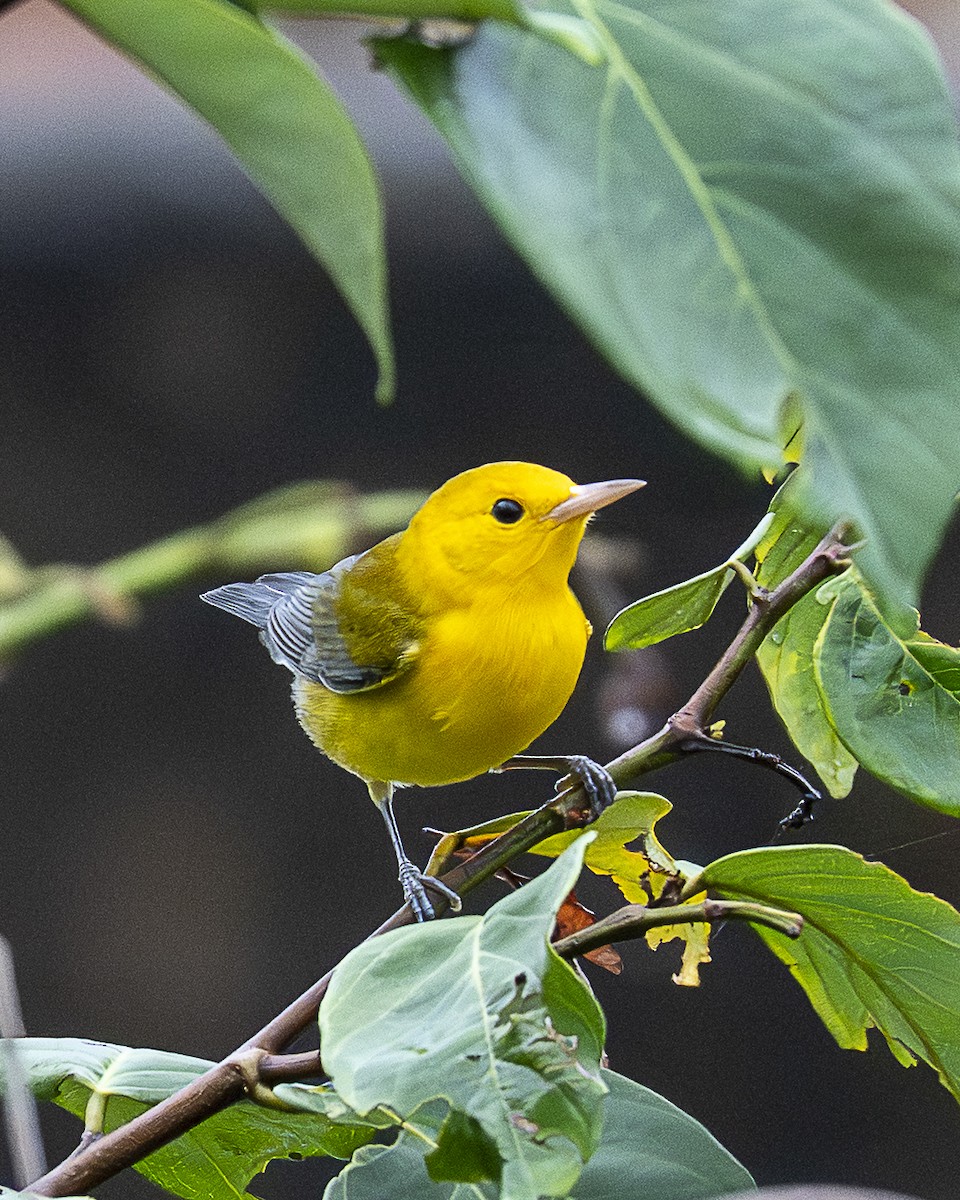 オウゴンアメリカムシクイ - ML644617343