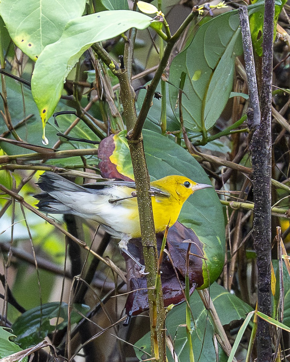 オウゴンアメリカムシクイ - ML644617344