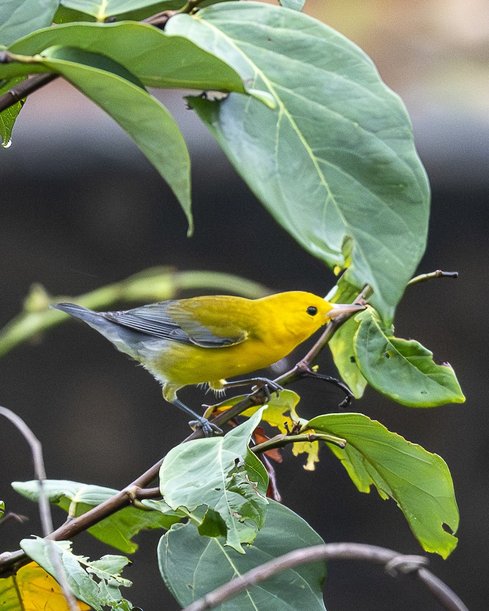 オウゴンアメリカムシクイ - ML644617345