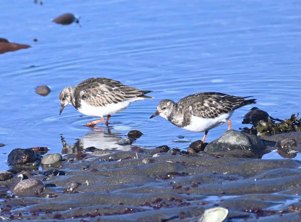 Harri-iraulari arrunta - ML644617354