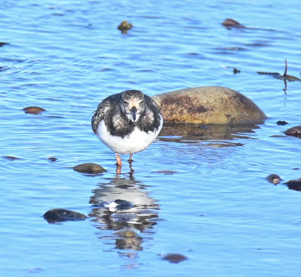 Harri-iraulari arrunta - ML644617355