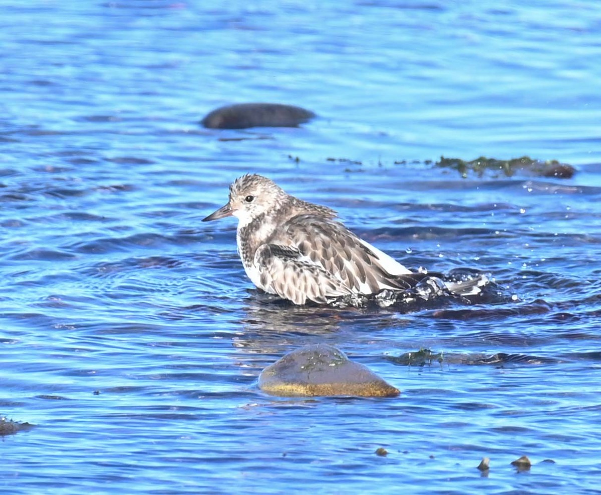 Harri-iraulari arrunta - ML644617356