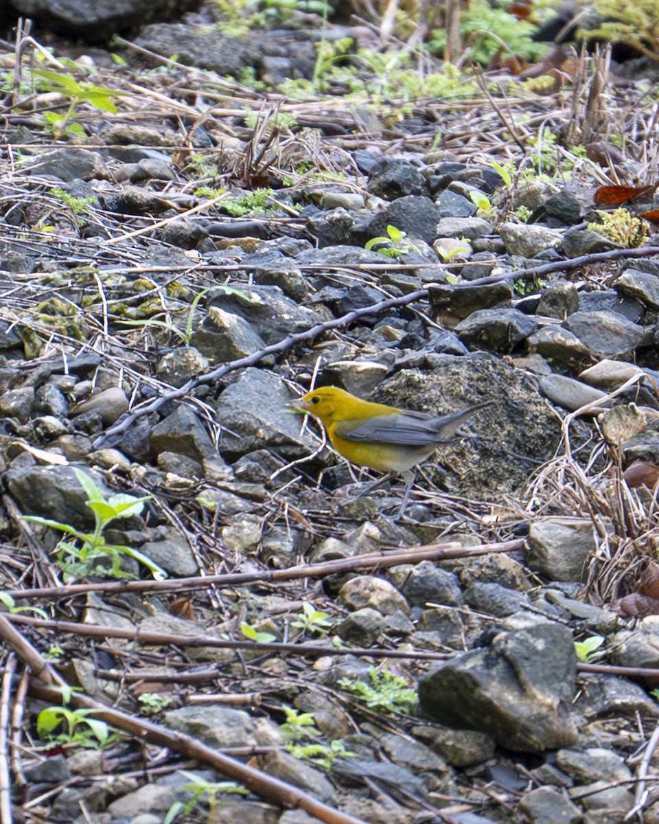 オウゴンアメリカムシクイ - ML644617361