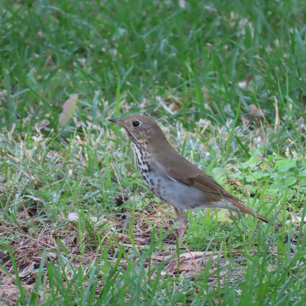 Hermit Thrush - ML644617362