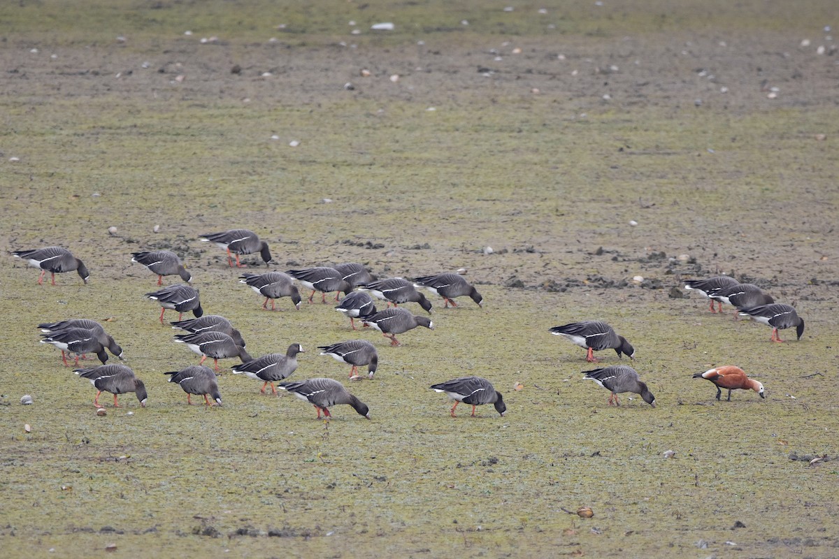 Гуска мала - ML644617364