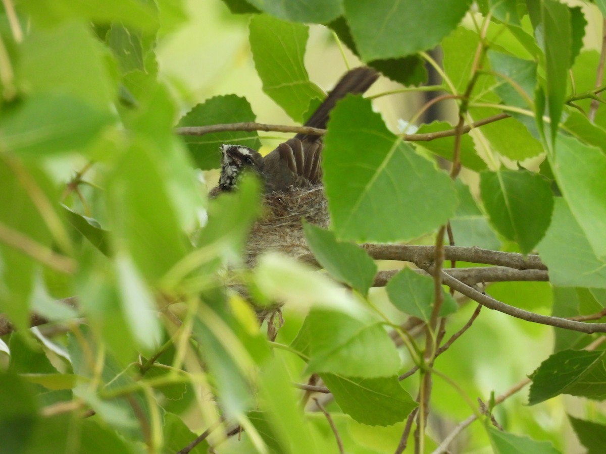 Gray Fantail (alisteri) - ML644617381