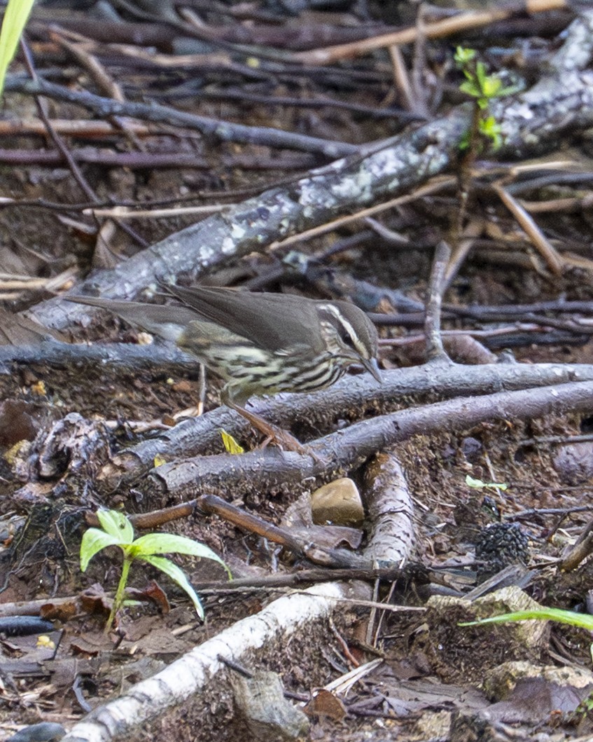 Northern Waterthrush - ML644617396