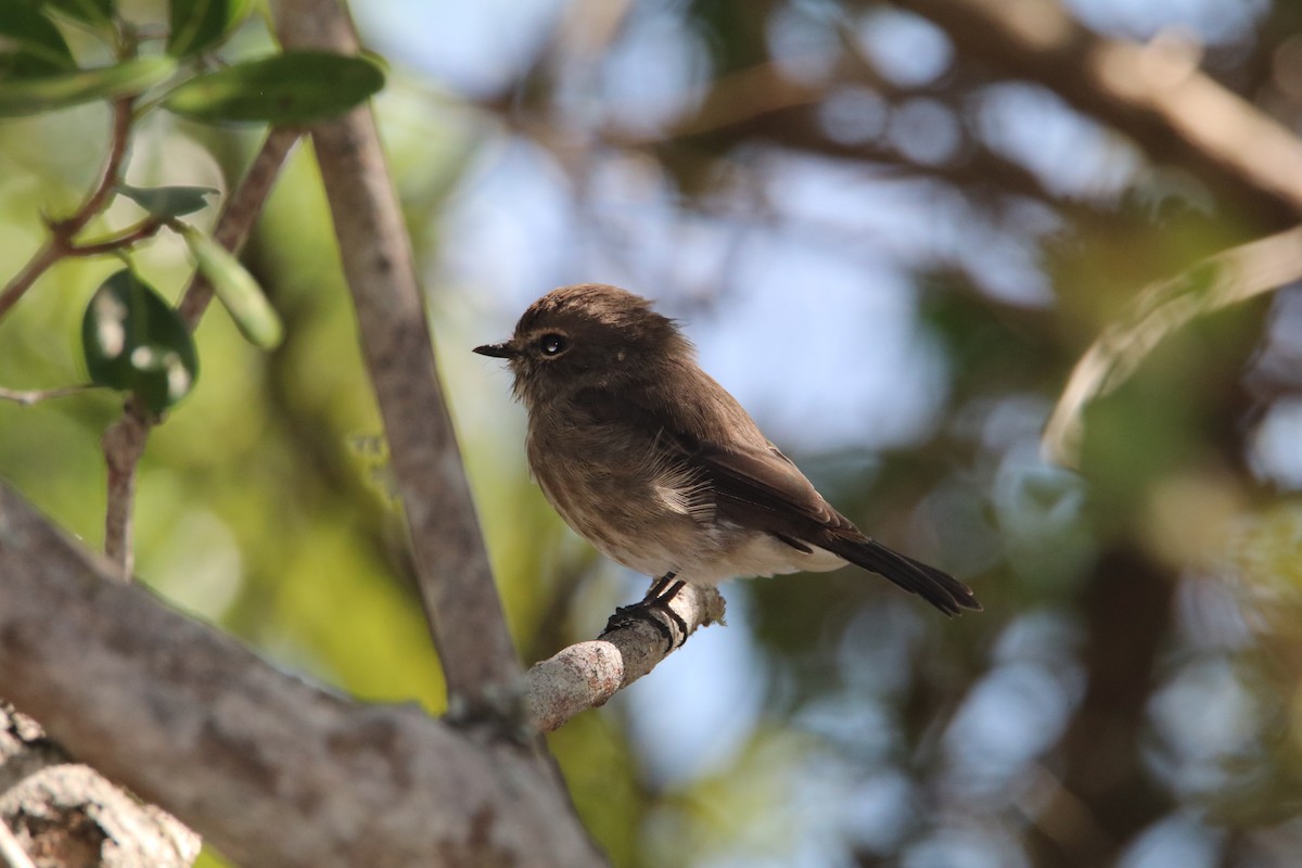 African Dusky Flycatcher - ML644617398