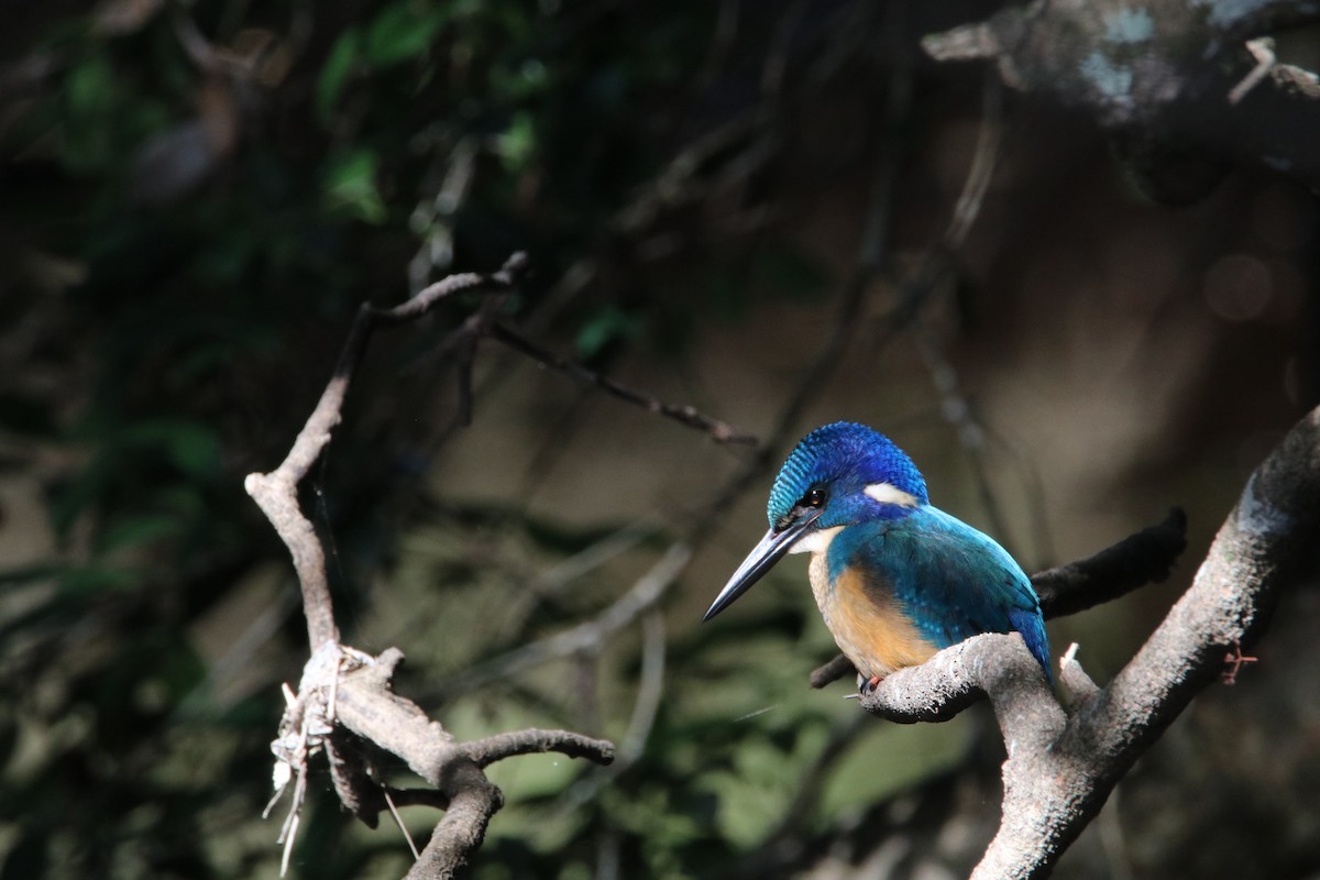 Half-collared Kingfisher - ML644617399