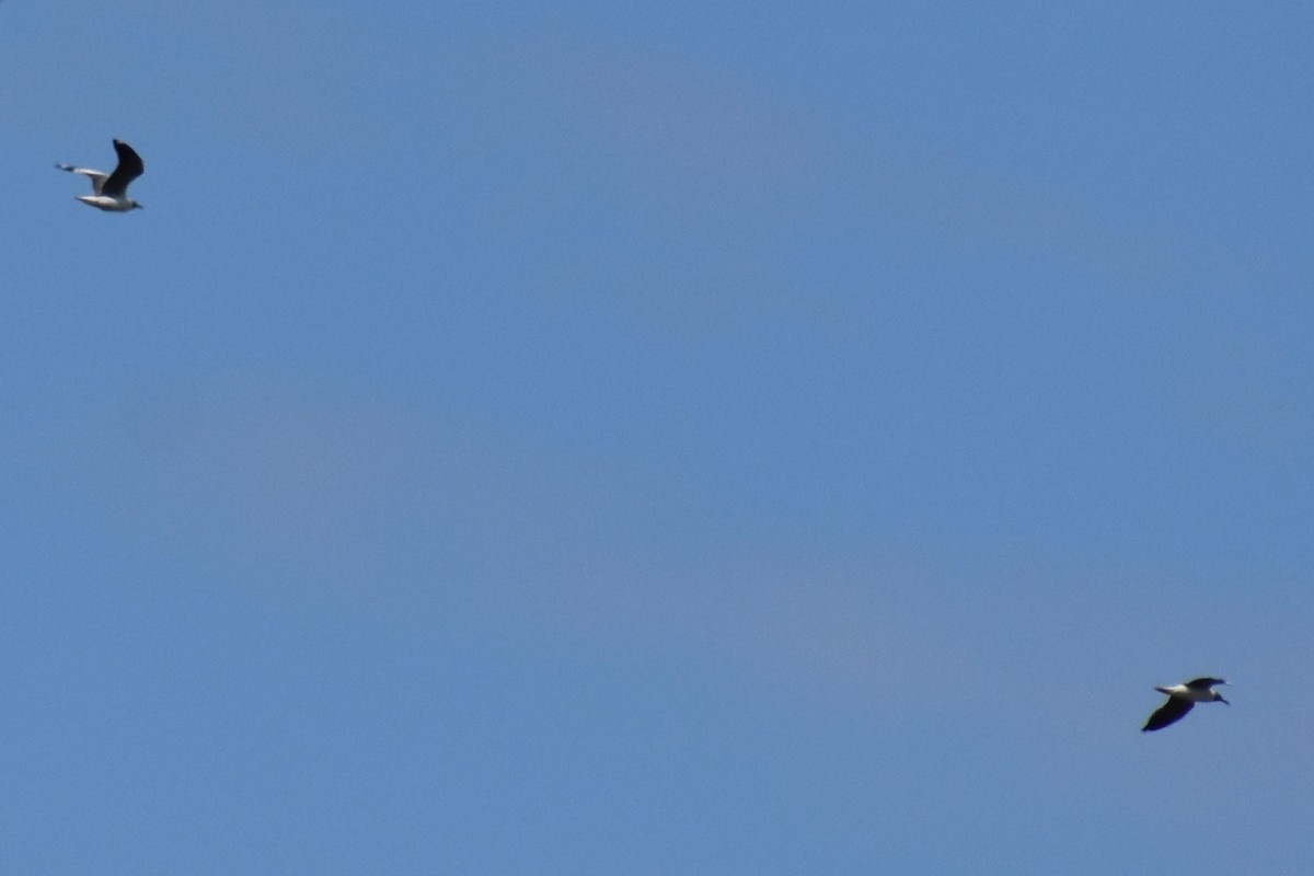 Мартин сіроголовий - ML644617409