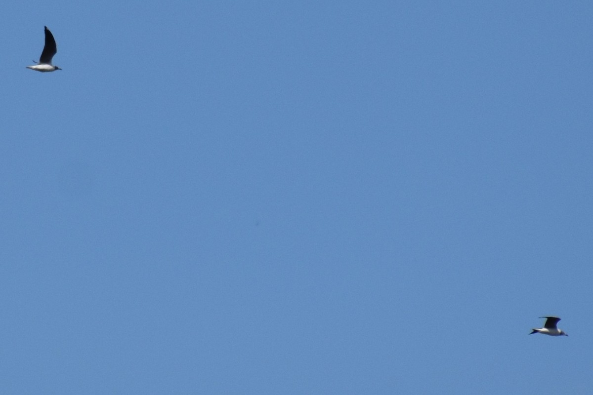 Мартин сіроголовий - ML644617410