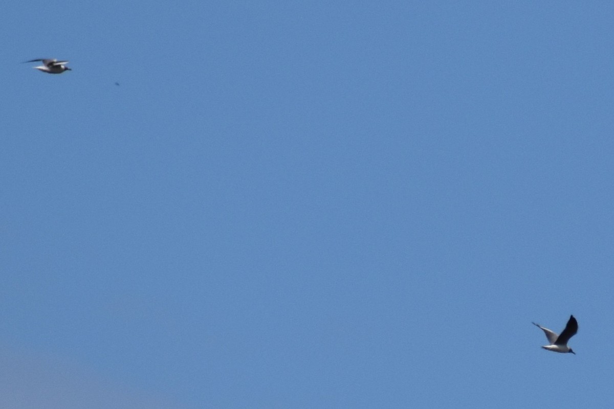 Мартин сіроголовий - ML644617411