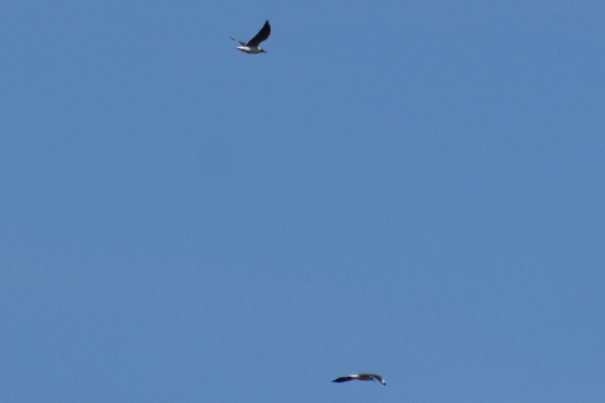 Мартин сіроголовий - ML644617412