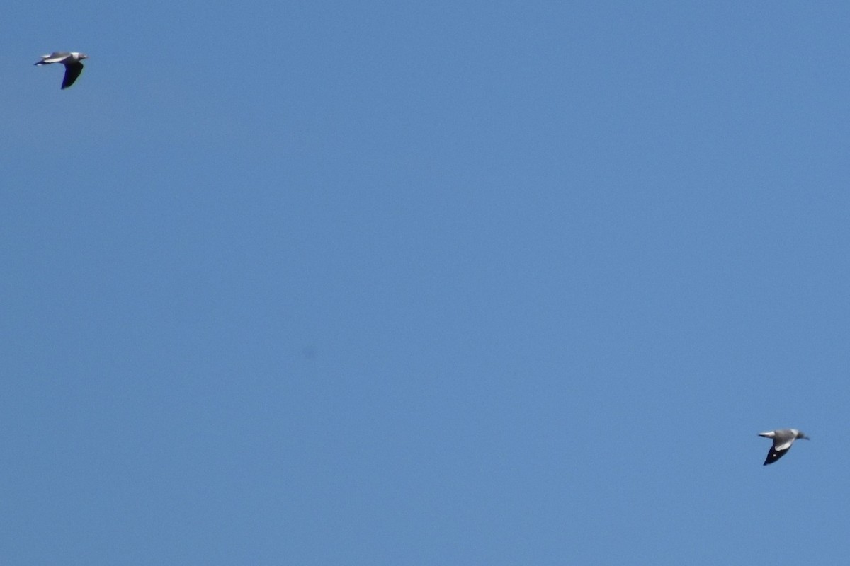 Мартин сіроголовий - ML644617413