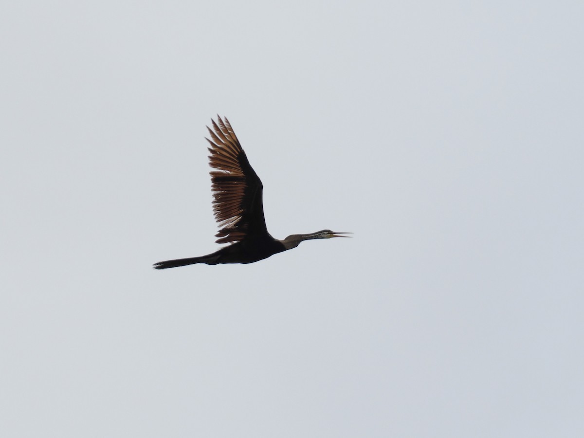 orientslangehals - ML644617427