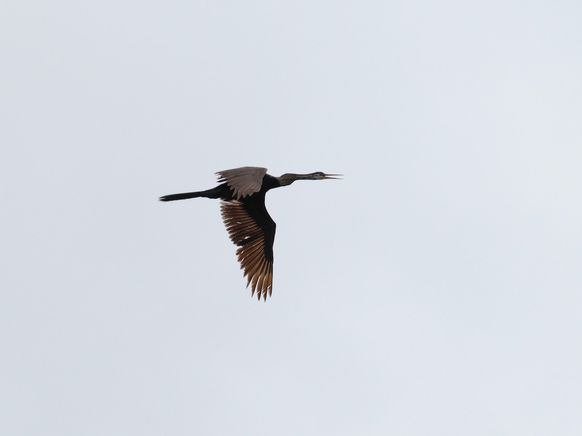 orientslangehals - ML644617428