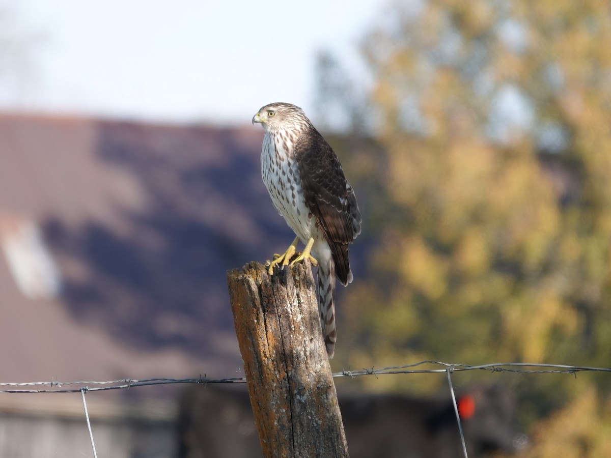 trostehauk - ML644617440