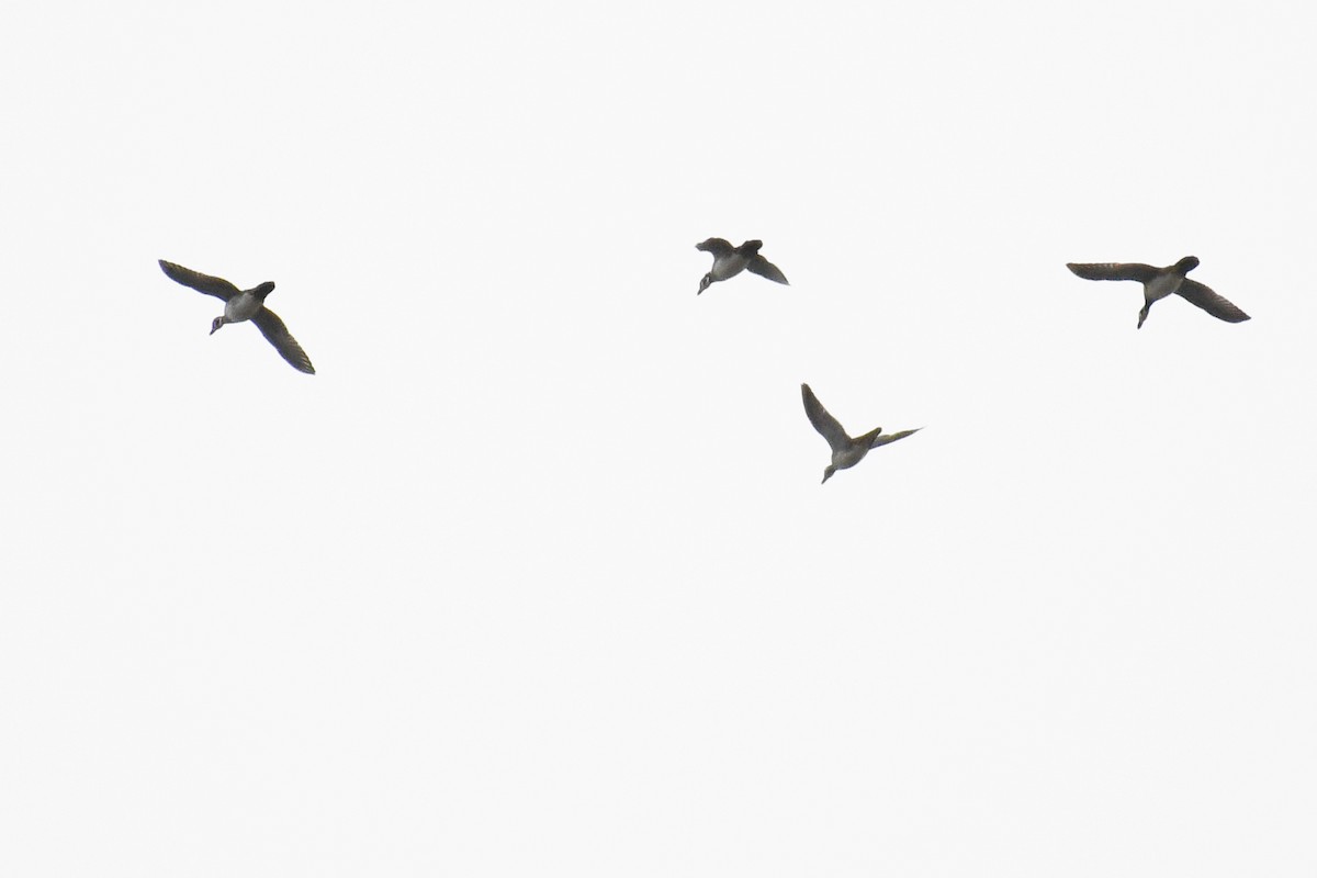 Orman Ördeği - ML644617446