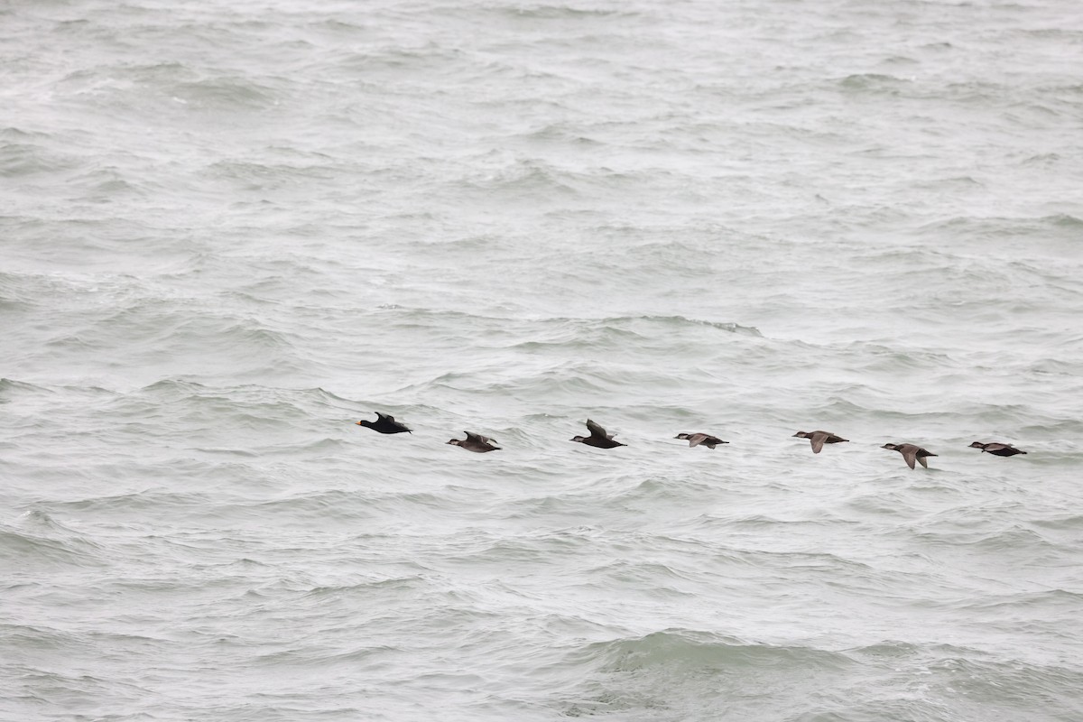 Amerika Kara Ördeği - ML644617447