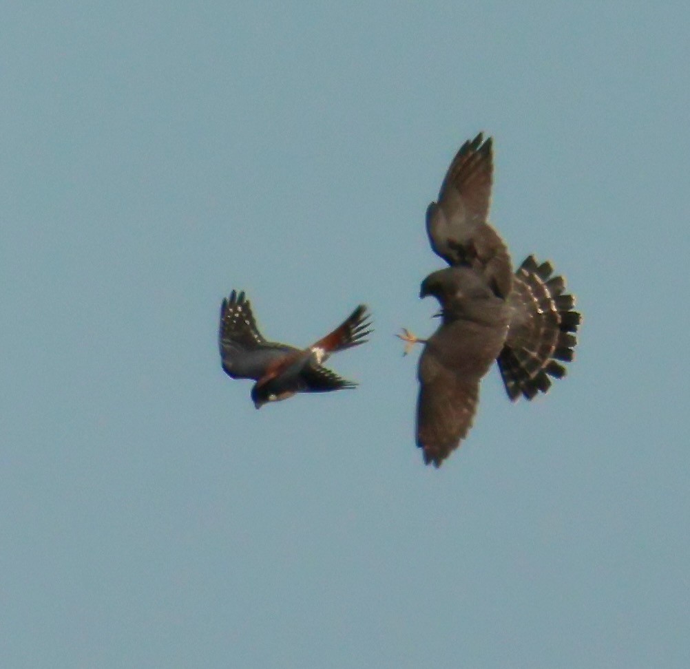 Boz Doğan - ML644617448