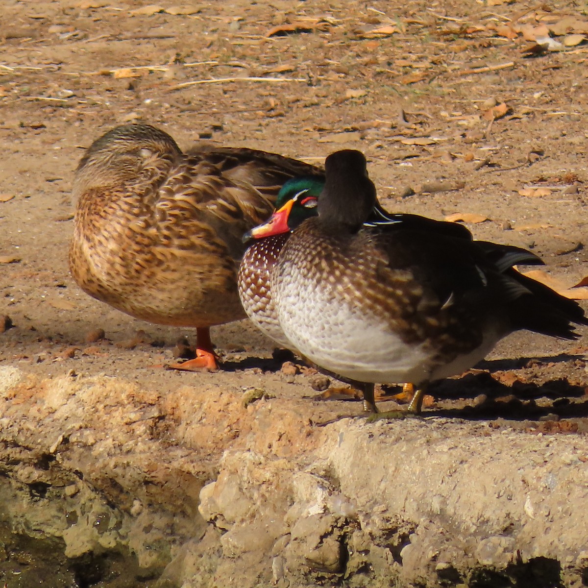 Orman Ördeği - ML644617451