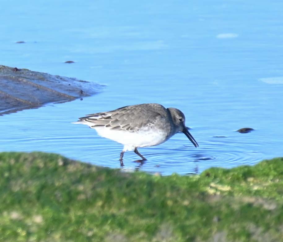 Kara Karınlı Kumkuşu - ML644617454