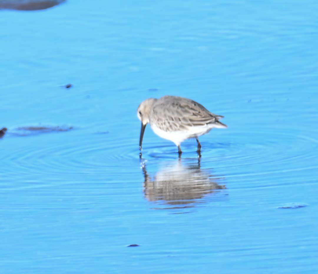 Kara Karınlı Kumkuşu - ML644617455