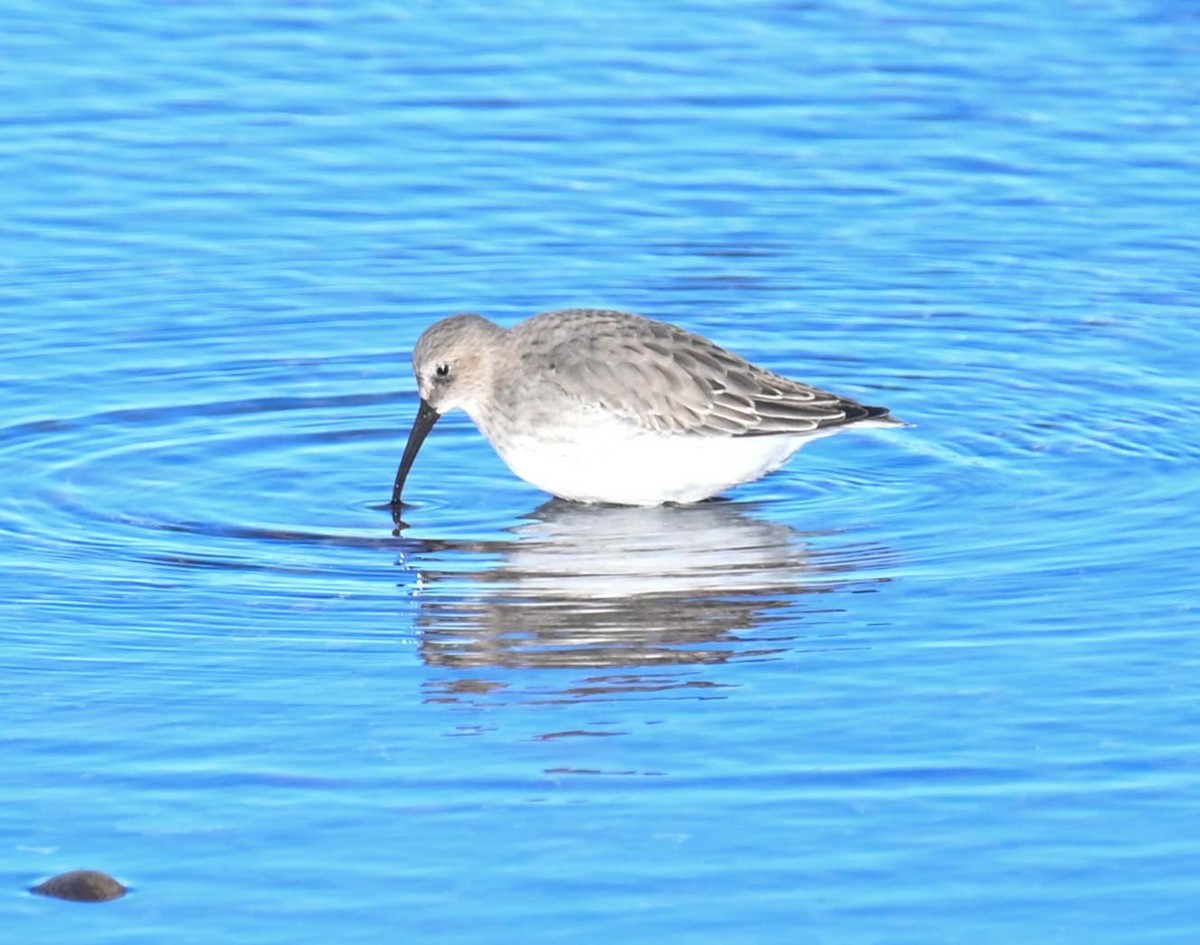 Kara Karınlı Kumkuşu - ML644617457