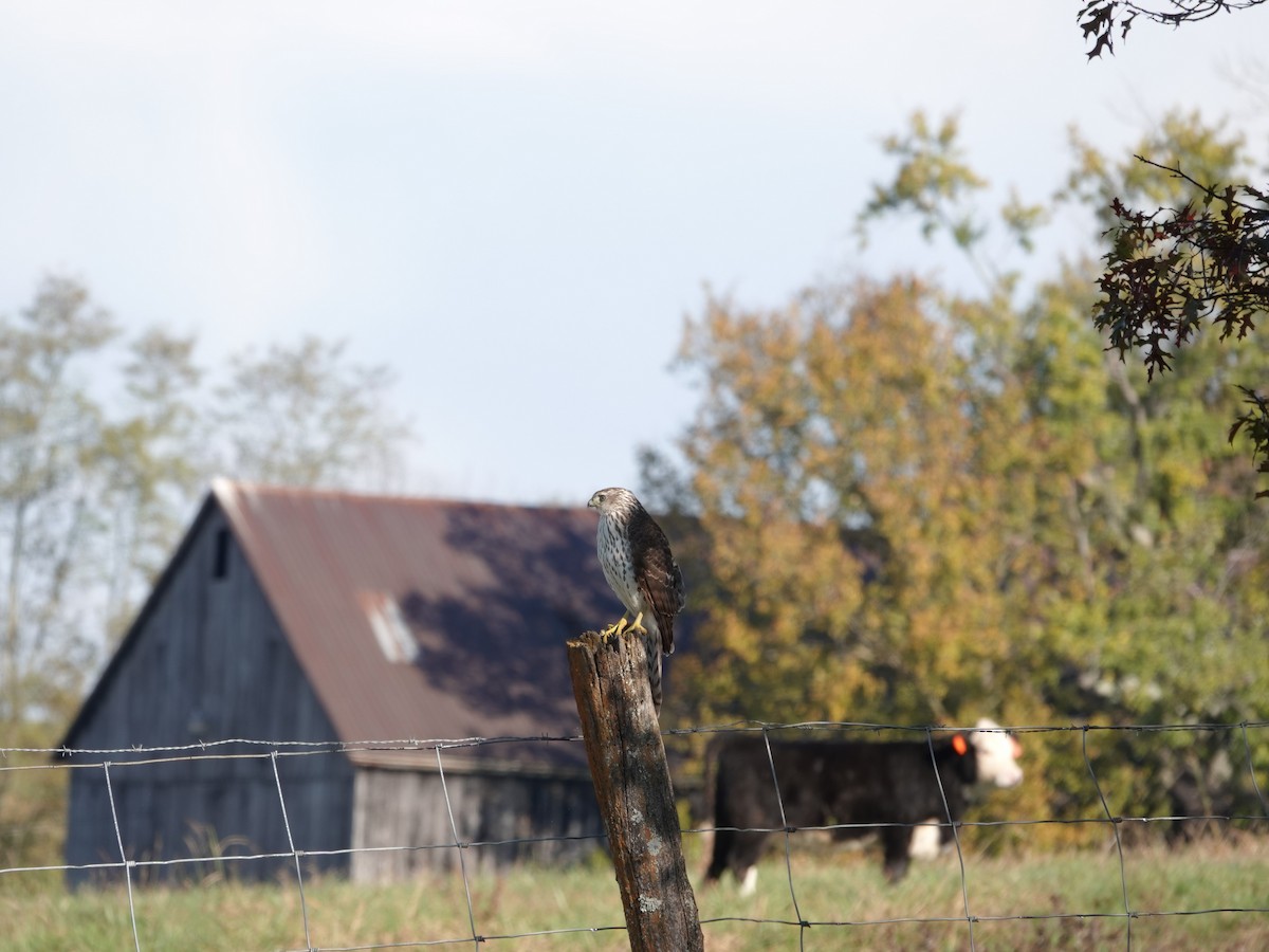 Cooper Atmacası - ML644617458