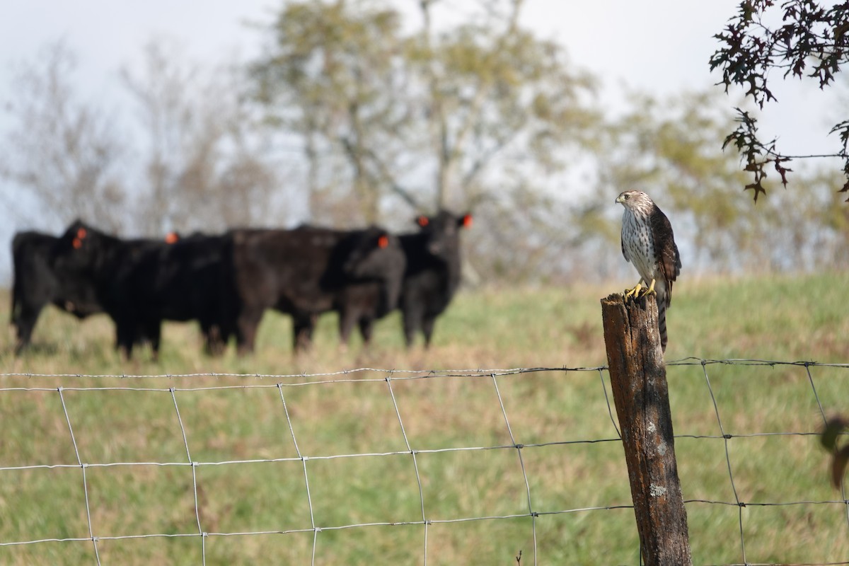 Cooper Atmacası - ML644617460