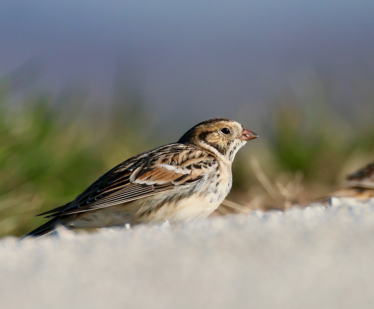 Mahmuzlu Çinte - ML644617461