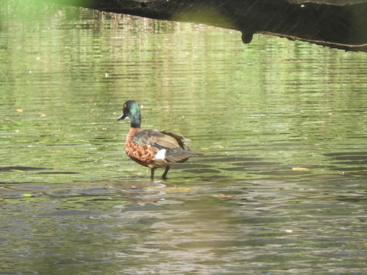 Kastanienente - ML644617462