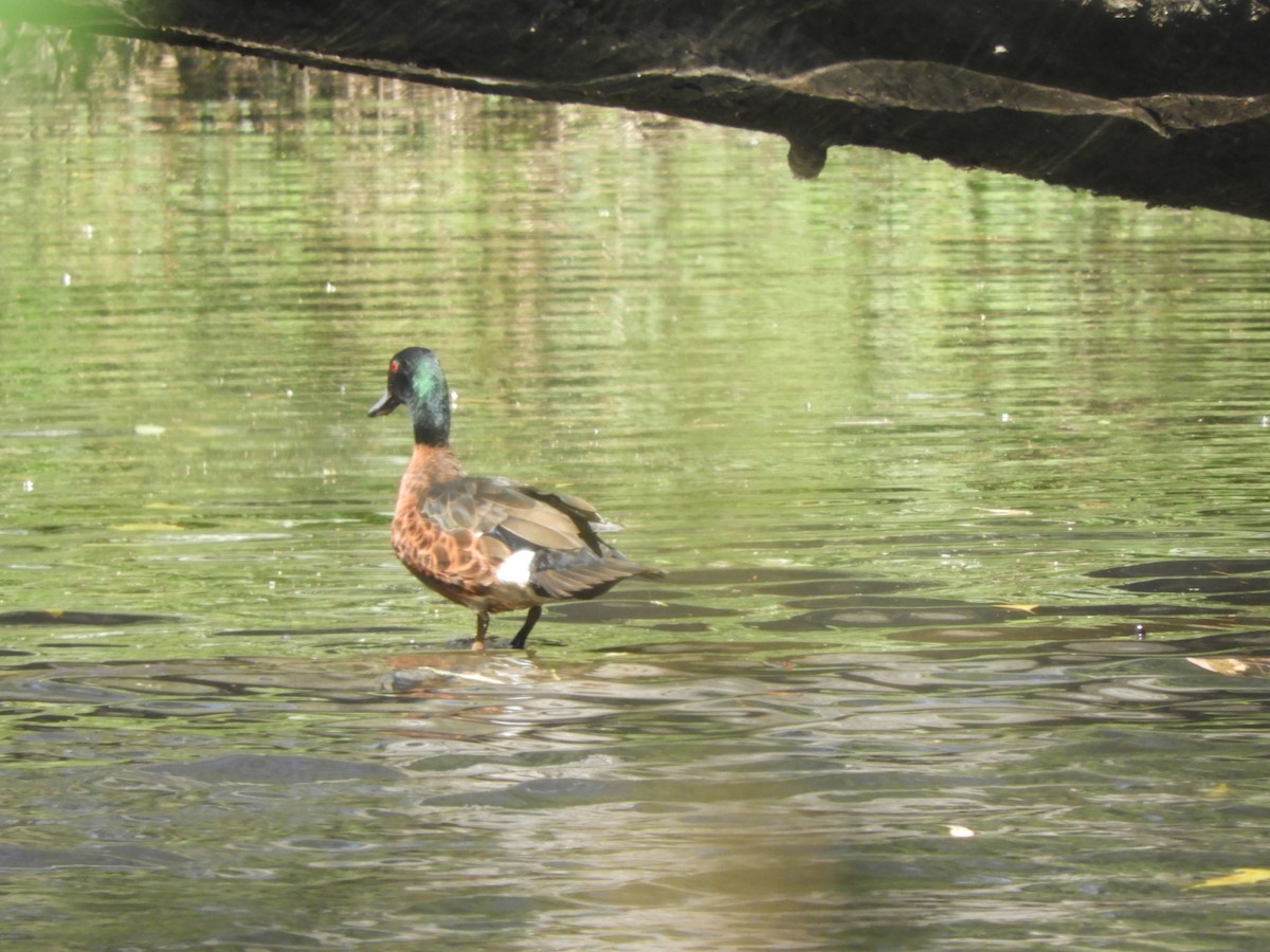 Kastanienente - ML644617463