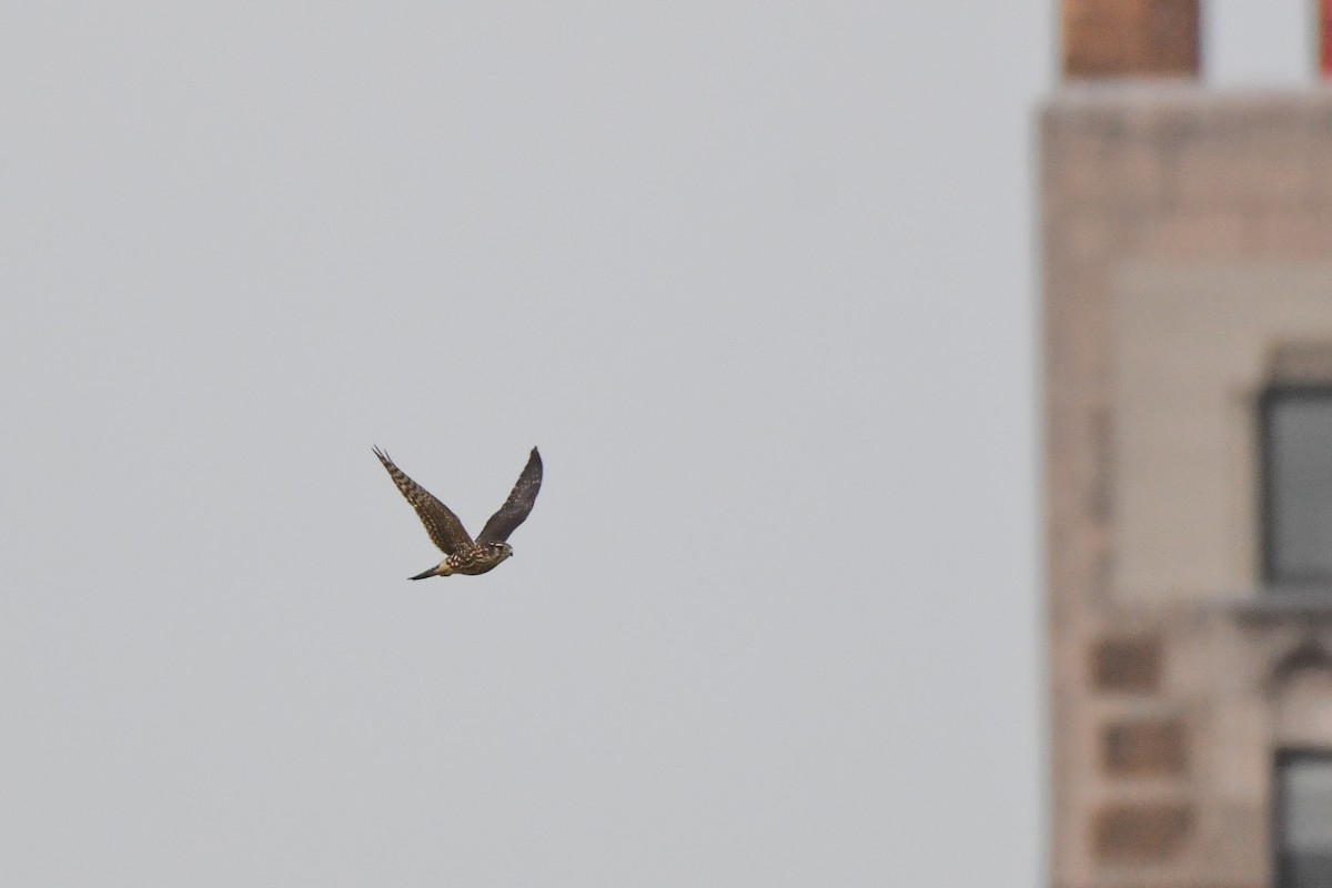 Boz Doğan (columbarius) - ML644617466