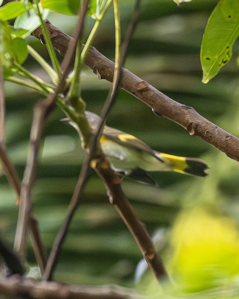 Kızıl Kuyruklu Ötleğen - ML644617468